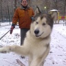 Наши домашние любимцы