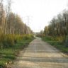 Измайлово, осень. Олений пруд и дорога к нему.