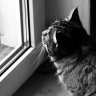 Кошки