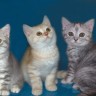 Мои животные
