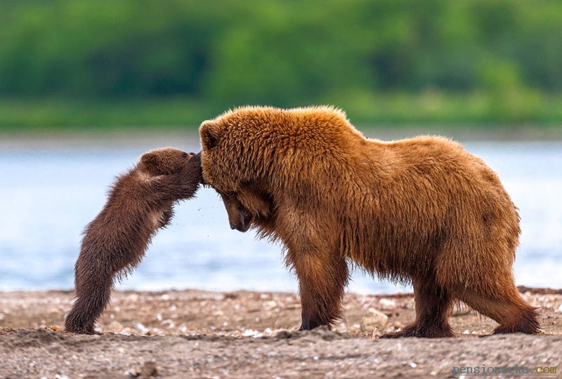 Мамы медведицы и их медвежата
