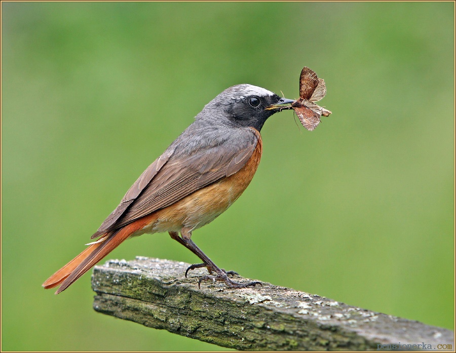 Птичка с оранжевой грудкой похожа на воробья фото как называется