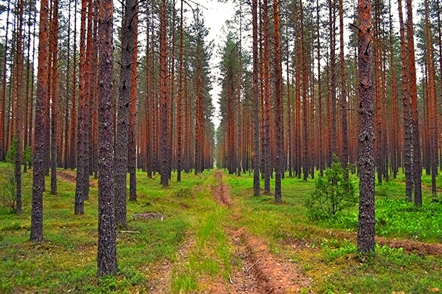 Новгородский лес