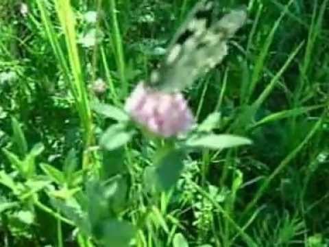 Бабочка Галатея на полевых цветах. Чертополоховки или Репейницы.