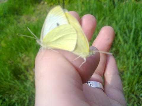 Бабочки-белянки на луговых цветах. Брачные танцы, спаривание Butterfly pieris brassicae