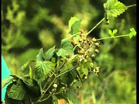 Rubus fruticosus (Ежевика)