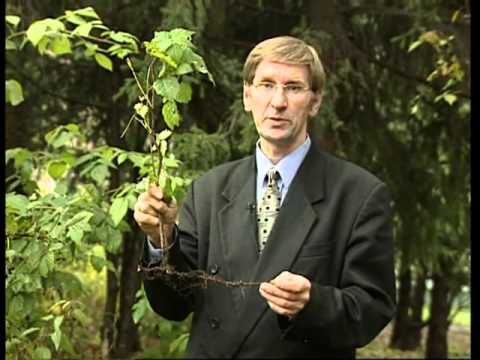 Rubus idaeus (малина обыкновенная)