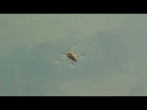 Water Strider or Water Bug (Gerridae) / Wasserläufer [1]