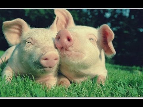 Тут видео вмещающие порно со свиньями