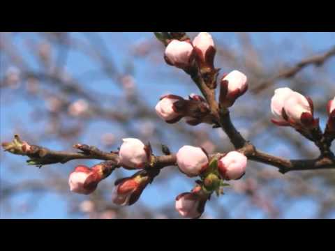 видео Антонио Вивальди (Antonio Vivaldi).Времена года. Весна.